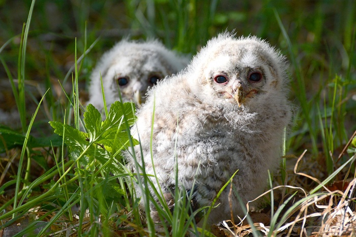 Little owlets